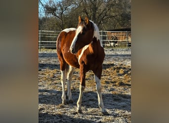 Quarter Pony, Mare, 2 years, 15 hh, Pinto