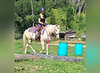 Quarter Pony, Mare, 3 years, 13.2 hh, Champagne