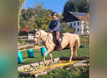 Quarter Pony, Mare, 3 years, 13.3 hh, Palomino