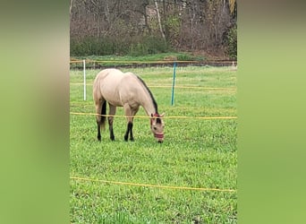Quarter Pony, Mare, 3 years, 14.3 hh, Buckskin
