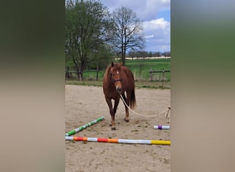 Quarter Pony, Mare, 3 years, 14,2 hh, Chestnut-Red