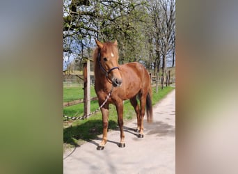 Quarter Pony, Mare, 3 years, 14,2 hh, Chestnut-Red