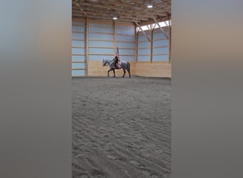 Quarter Pony, Mare, 3 years, Gray