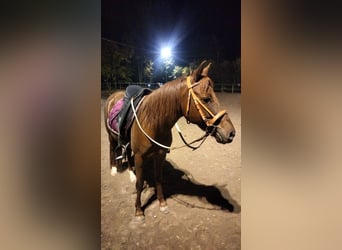 Quarter Pony, Mare, 4 years, 13.2 hh, Chestnut-Red
