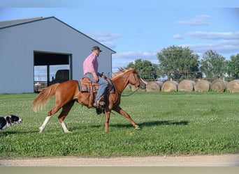 Quarter Pony Mix, Mare, 4 years, 13.2 hh, Sorrel Quarter Pony Mix, Mare, 4 years, 13.2 hh, Sorrel