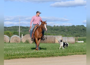 Quarter Pony Mix, Mare, 4 years, 13.2 hh, Sorrel Quarter Pony Mix, Mare, 4 years, 13.2 hh, Sorrel