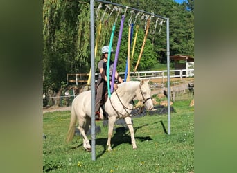 Quarter Pony, Mare, 4 years, 13.3 hh, Champagne