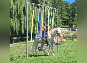 Quarter Pony, Mare, 4 years, 13,2 hh, Champagne