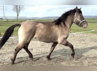 Quarter Pony Mix, Mare, 4 years, 14,2 hh, Champagne