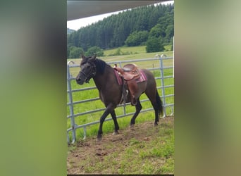 Quarter Pony Mix, Mare, 4 years, 14.2 hh, Grullo