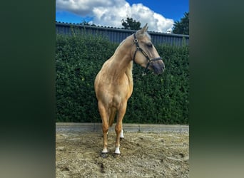 Quarter Pony, Mare, 4 years, 14.2 hh, Palomino