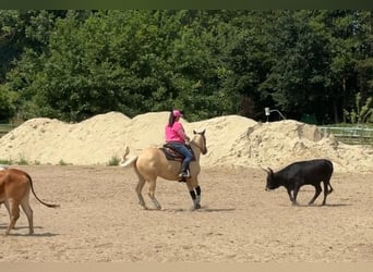 Quarter Pony, Mare, 4 years, 14.2 hh, Palomino
