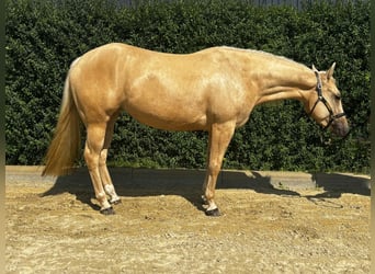 Quarter Pony, Mare, 4 years, 14.2 hh, Palomino