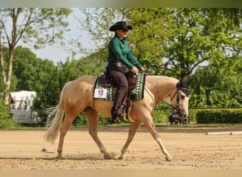 Quarter Pony, Mare, 4 years, 14.2 hh, Palomino