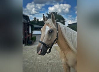 Quarter Pony, Mare, 4 years, 14.2 hh, Palomino