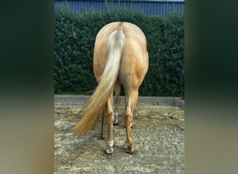 Quarter Pony, Mare, 4 years, 14.2 hh, Palomino