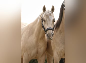 Quarter Pony, Mare, 4 years, 14.2 hh, Palomino