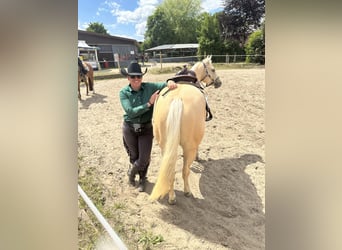 Quarter Pony, Mare, 4 years, 14.2 hh, Palomino