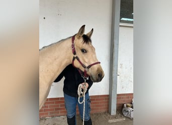 Quarter Pony, Mare, 4 years, 14.3 hh, Buckskin