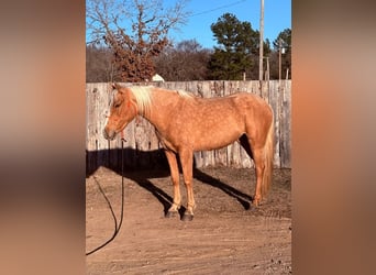 Quarter Pony, Mare, 4 years, 14 hh, Palomino