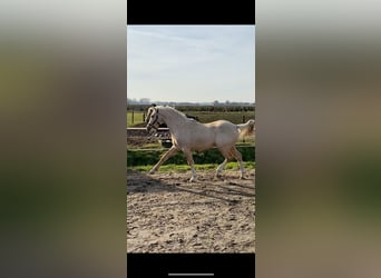Quarter Pony, Mare, 4 years, 14,1 hh, Palomino