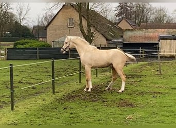 Quarter Pony, Mare, 4 years, 14,1 hh, Palomino