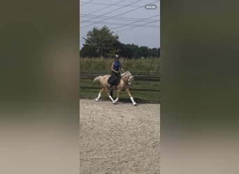 Quarter Pony, Mare, 4 years, 14,1 hh, Palomino