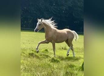 Quarter Pony, Mare, 4 years, 14,1 hh, Palomino