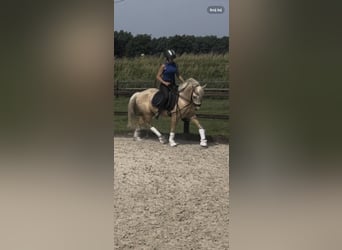 Quarter Pony, Mare, 4 years, 14,1 hh, Palomino