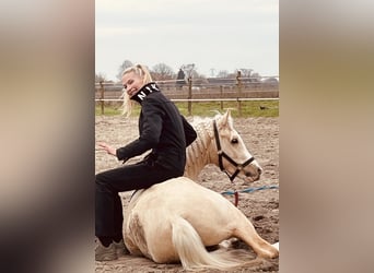 Quarter Pony, Mare, 4 years, 14,1 hh, Palomino
