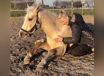 Quarter Pony, Mare, 4 years, 14,1 hh, Palomino