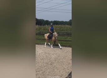 Quarter Pony, Mare, 4 years, 14,1 hh, Palomino