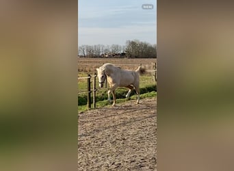Quarter Pony, Mare, 4 years, 14,1 hh, Palomino