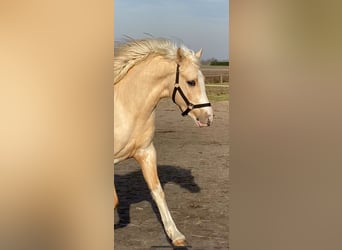 Quarter Pony, Mare, 4 years, 14,1 hh, Palomino