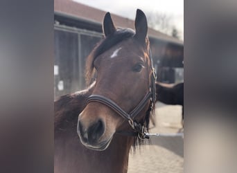 Quarter Pony, Mare, 4 years, 15.1 hh, Brown