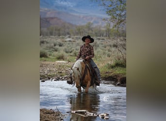 Quarter Pony, Mare, 4 years, Palomino
