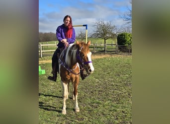 Quarter Pony, Mare, 4 years, Pinto