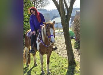 Quarter Pony, Mare, 4 years, Pinto