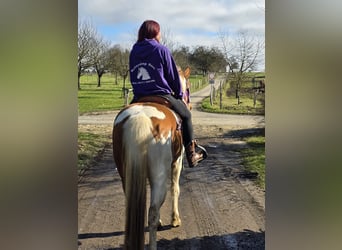 Quarter Pony, Mare, 4 years, Pinto