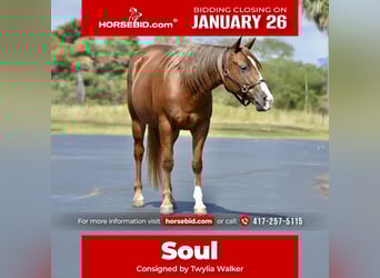 Quarter Pony, Mare, 5 years, 13.2 hh, Sorrel