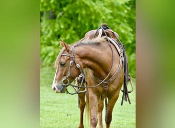 Quarter Pony, Mare, 5 years, 13.2 hh, Sorrel