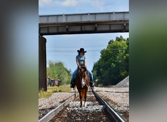 Quarter Pony, Mare, 5 years, 13,2 hh, Sorrel