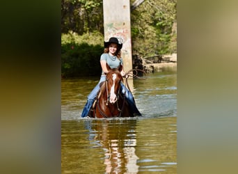 Quarter Pony, Mare, 5 years, 13,2 hh, Sorrel