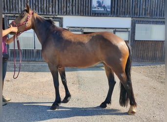 Quarter Pony Mix, Mare, 5 years, 14.1 hh, Brown