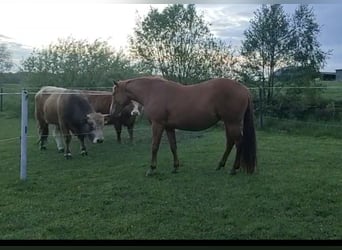 Quarter Pony, Mare, 5 years, 14.1 hh, Chestnut-Red