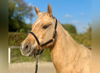 Quarter Pony Mix, Mare, 5 years, 14.1 hh, Palomino