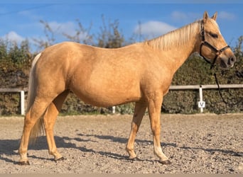 Quarter Pony Mix, Mare, 5 years, 14.1 hh, Palomino