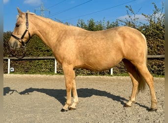 Quarter Pony Mix, Mare, 5 years, 14.1 hh, Palomino