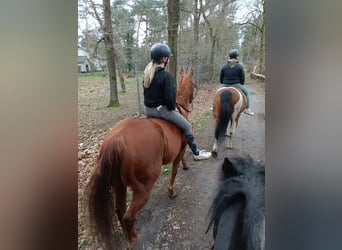 Quarter Pony, Mare, 5 years, 14,2 hh, Chestnut-Red