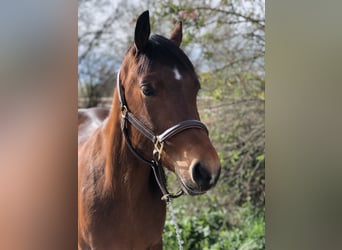 Quarter Pony, Mare, 5 years, 15,1 hh, Brown